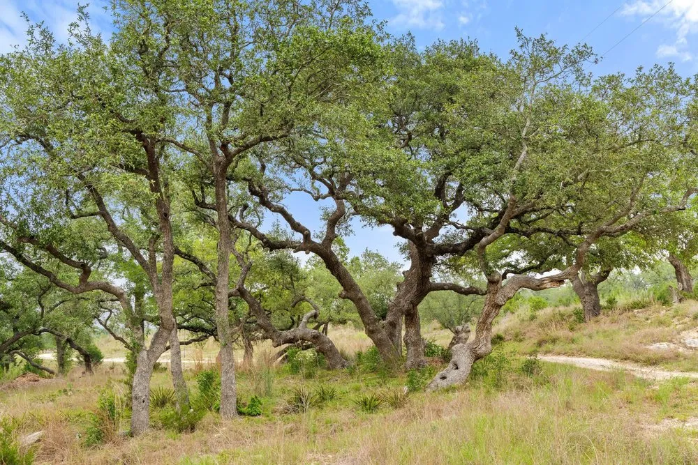 1850 Pursley Road Dripping Springs, TX 78620