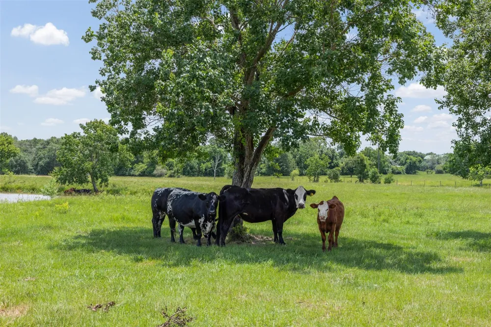 32675 Fm 1488 Road Hempstead, TX 77445