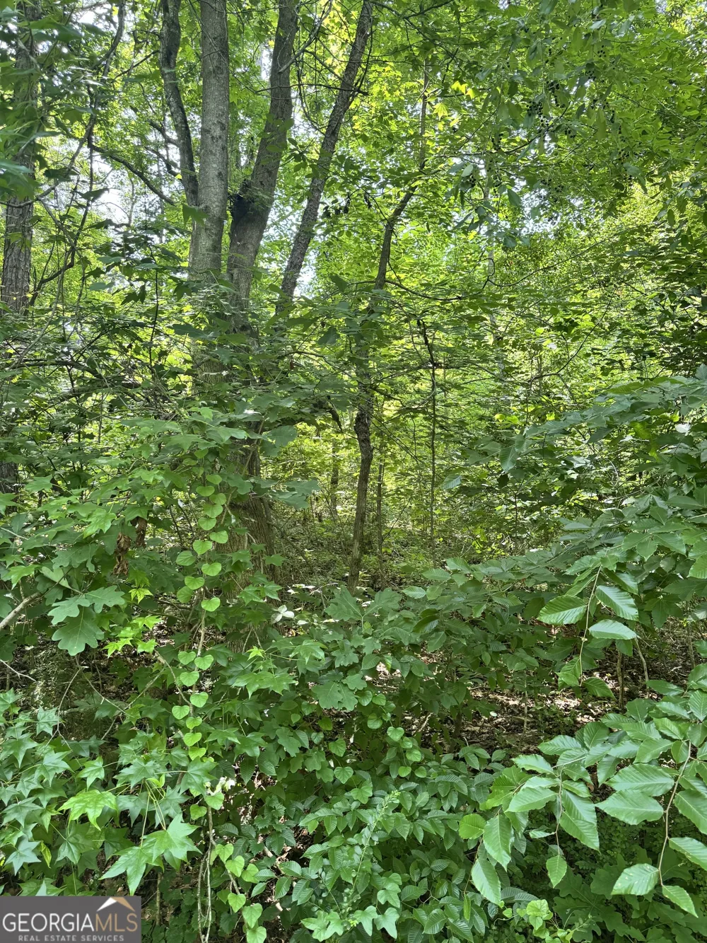 1469 Lakeside TRL Martin, GA 30557