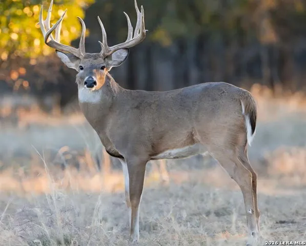 TBD Farm to Market 1796 Dhanis, TX 78860