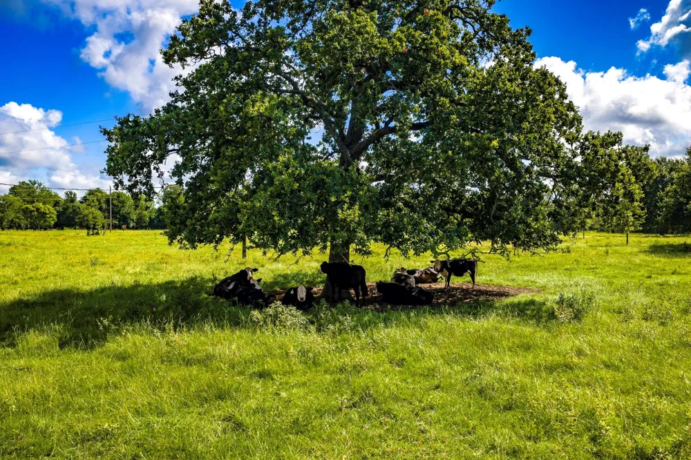 6559 Highway 21 W Madisonville, TX 77864