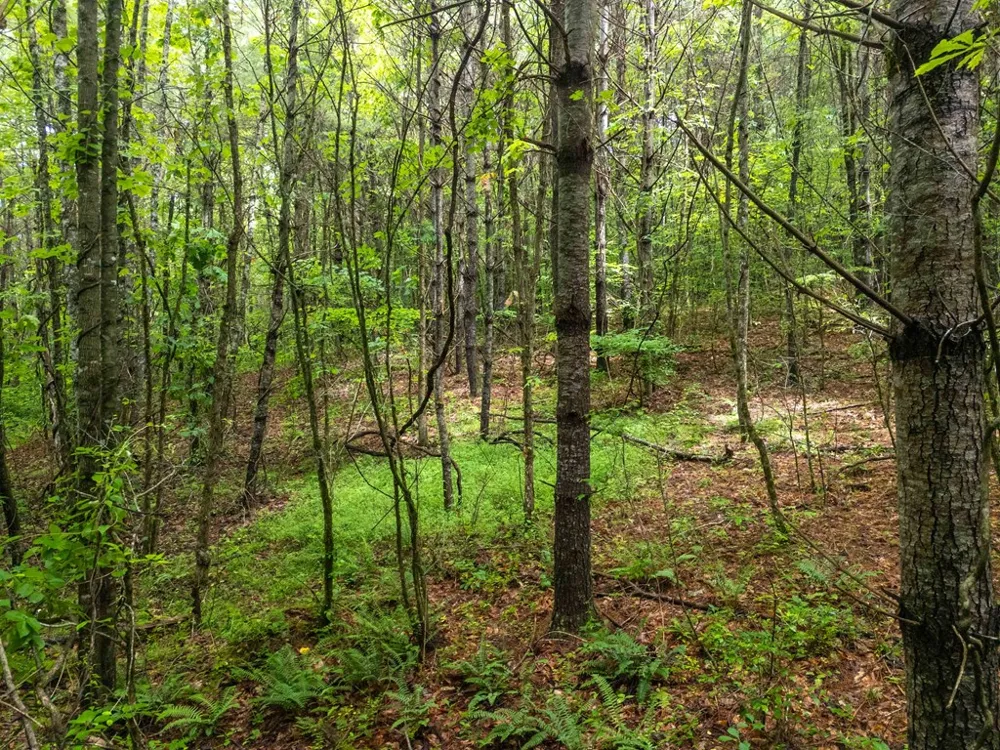 Old Cullowhee Rd Sylva, NC 28779