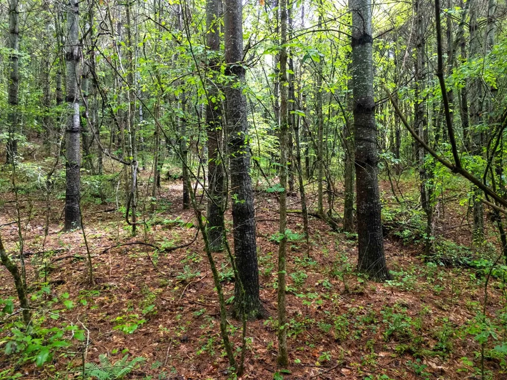 Old Cullowhee Rd Sylva, NC 28779