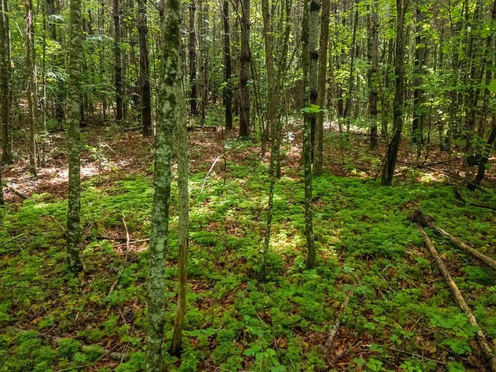 Old Cullowhee Rd Sylva, NC 28779