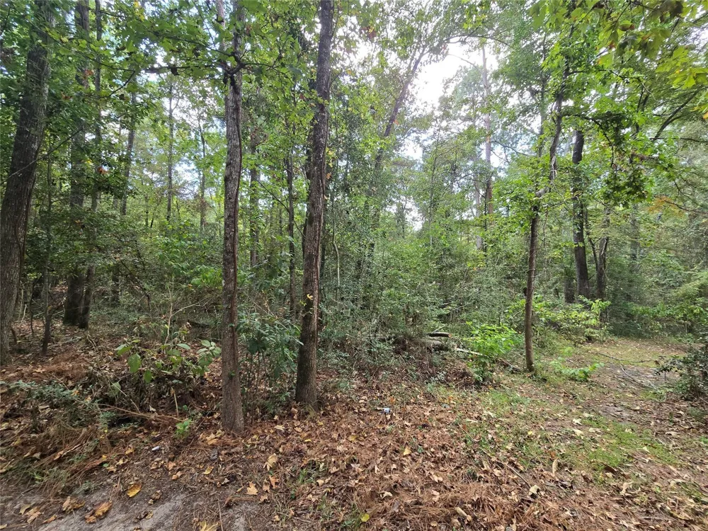 573 Bluebonnet Livingston, TX 77351