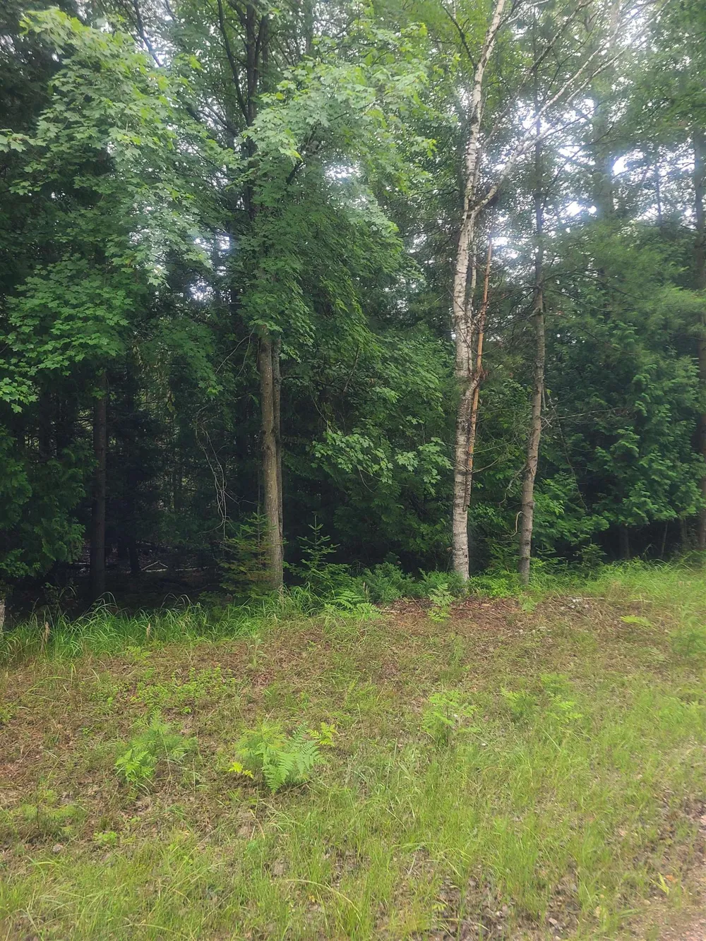 W Woodlea Road Oscoda Charter Township, MI 48750