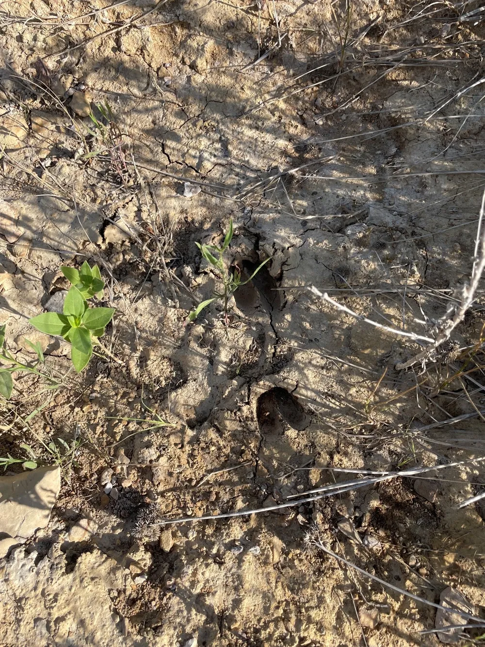 Hidden Shores Cisco, TX 76437
