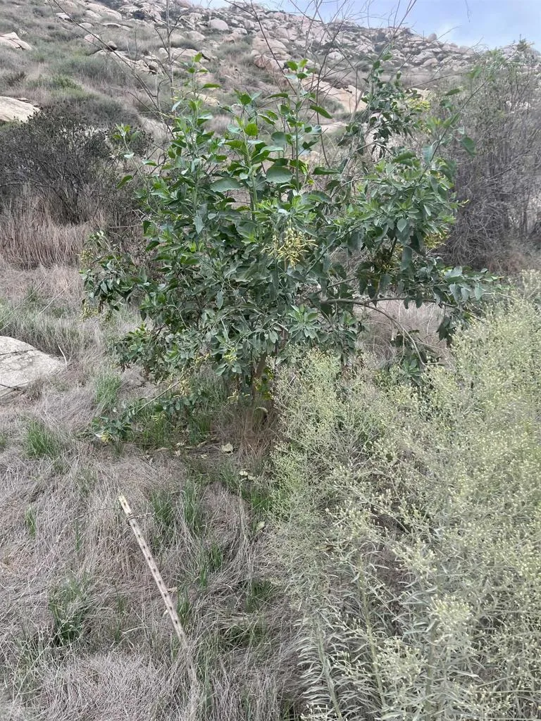 Willow Road Lakeside, CA 92040