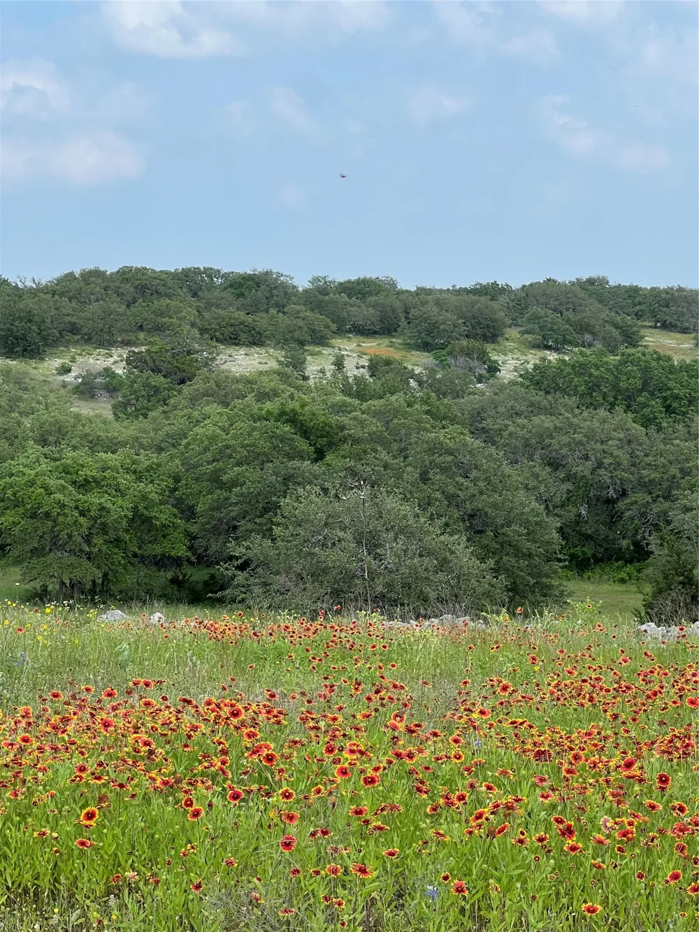 660 FM 203 Walnut Springs, TX 76690