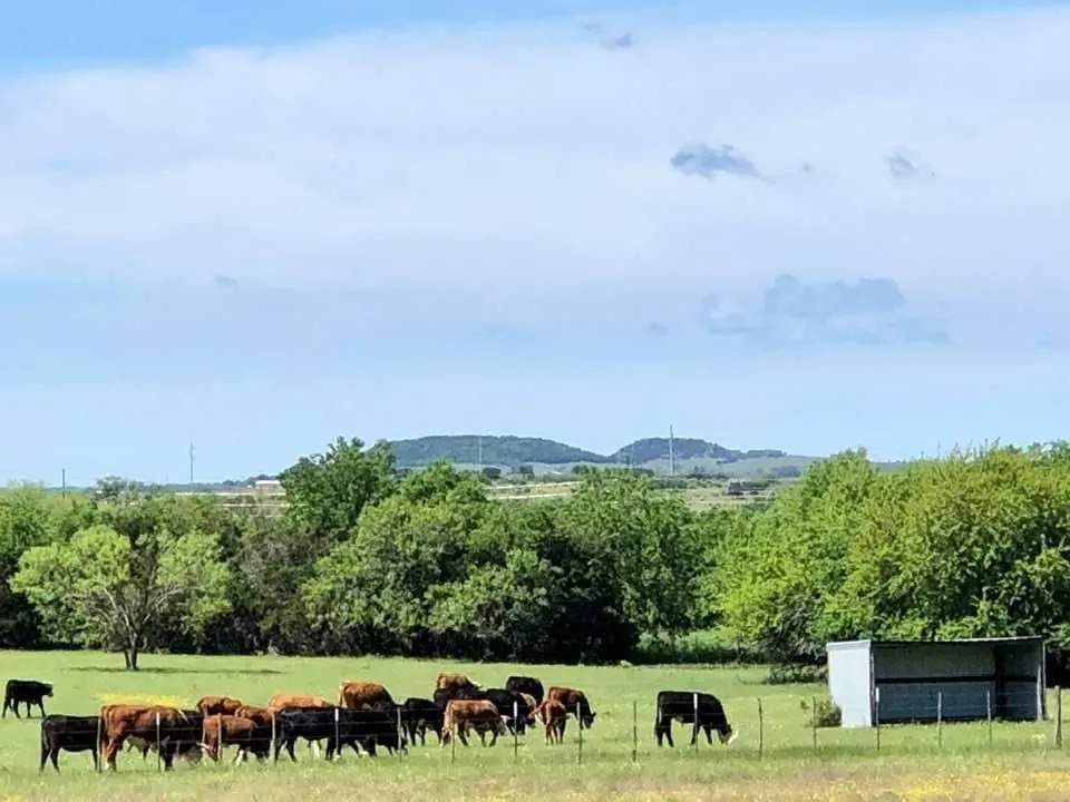 660 FM 203 Walnut Springs, TX 76690