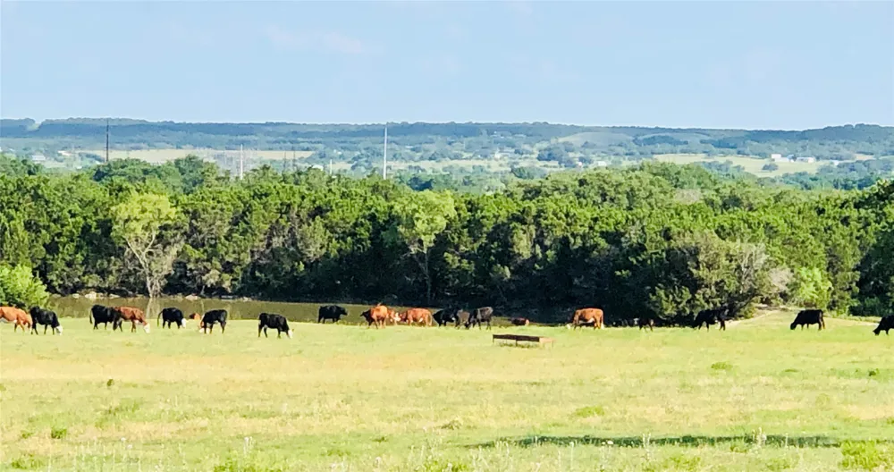 660 FM 203 Walnut Springs, TX 76690