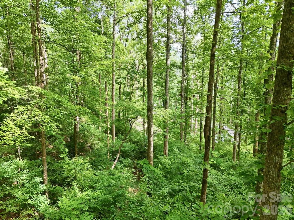 0000 Rocky Branch Trail Marion, NC 28752