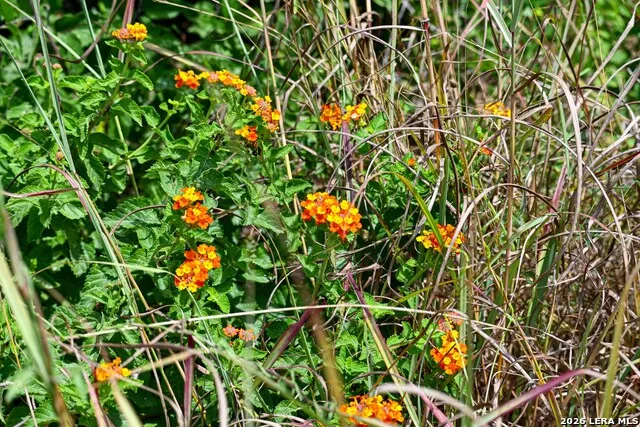 16.29+/- ACRES County Road 158 Kenedy, TX 78119