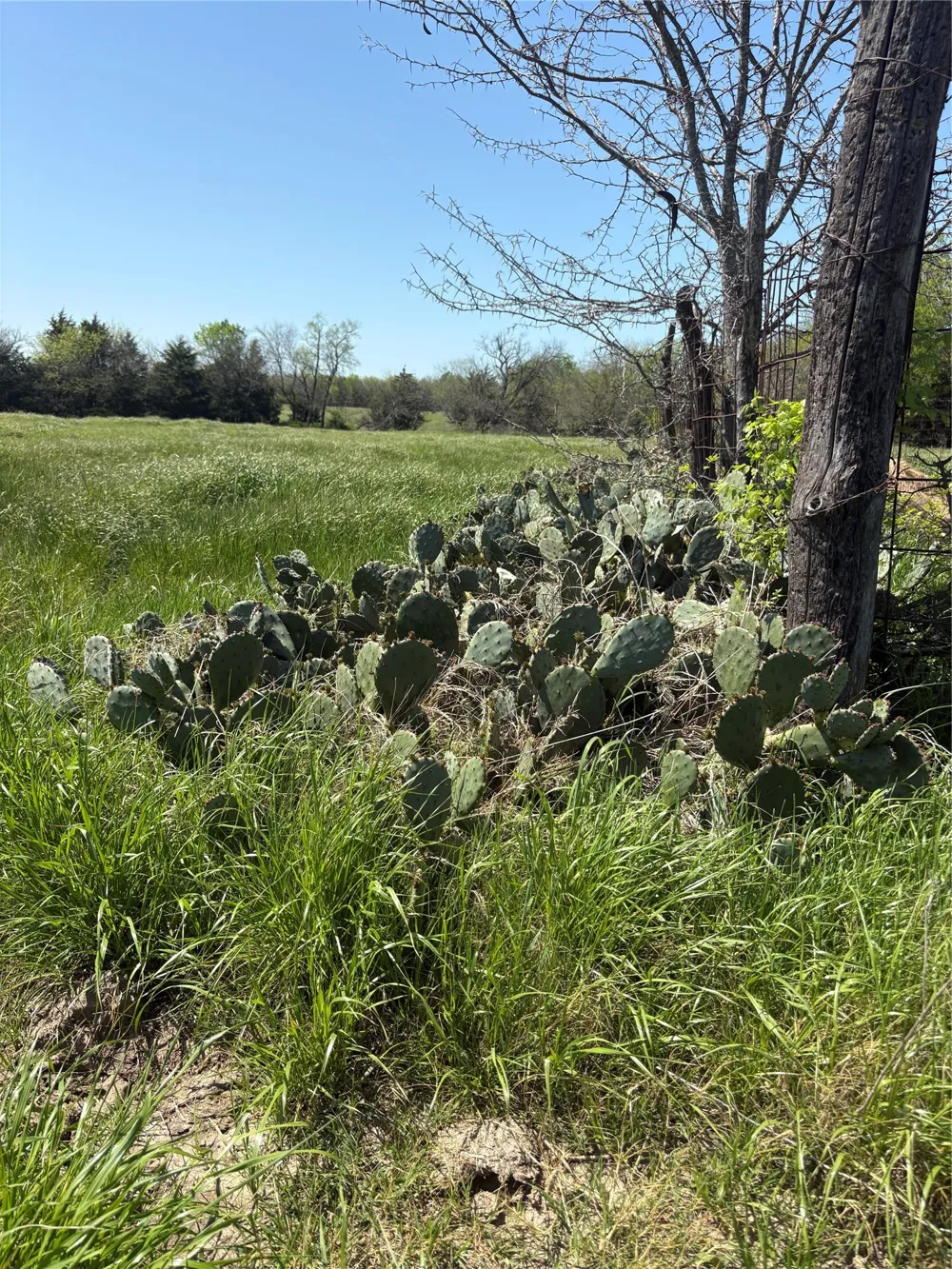 CR 4744 Sulphur Springs, TX 75482