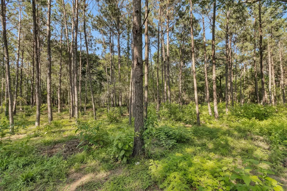 6493 Planters Row Lane Plantersville, TX 77363