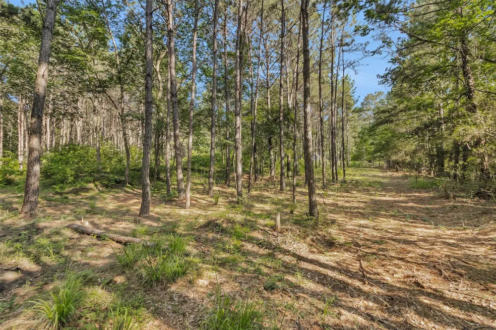 6493 Planters Row Lane Plantersville, TX 77363