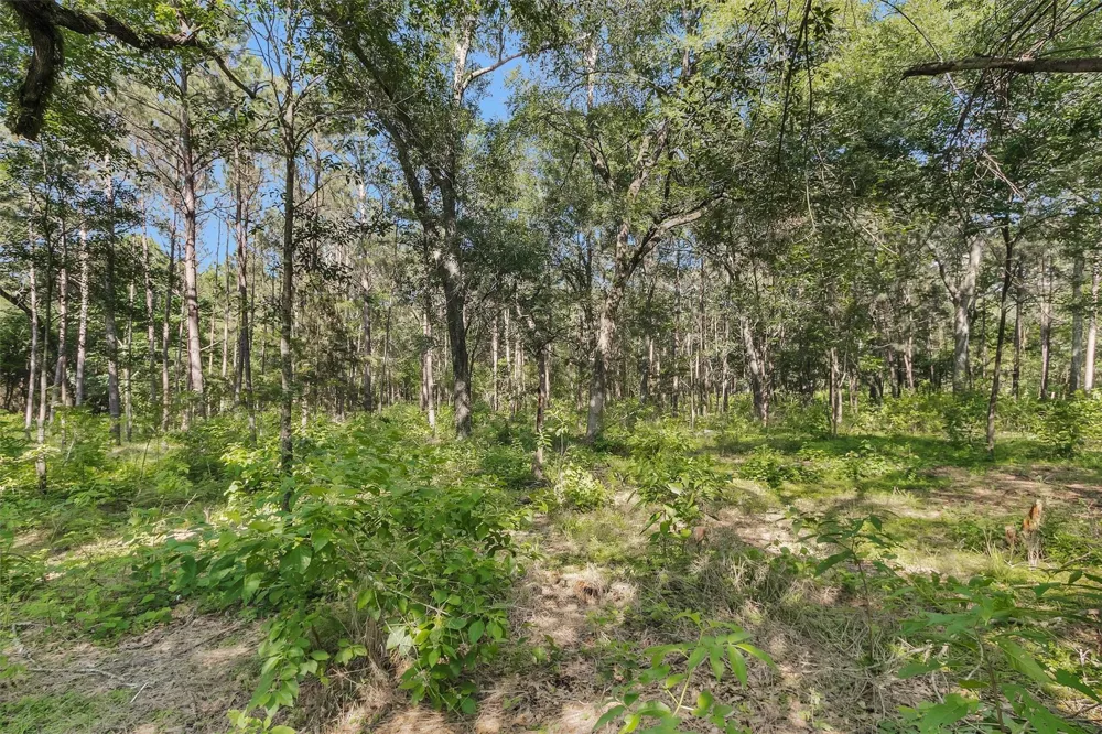 6493 Planters Row Lane Plantersville, TX 77363
