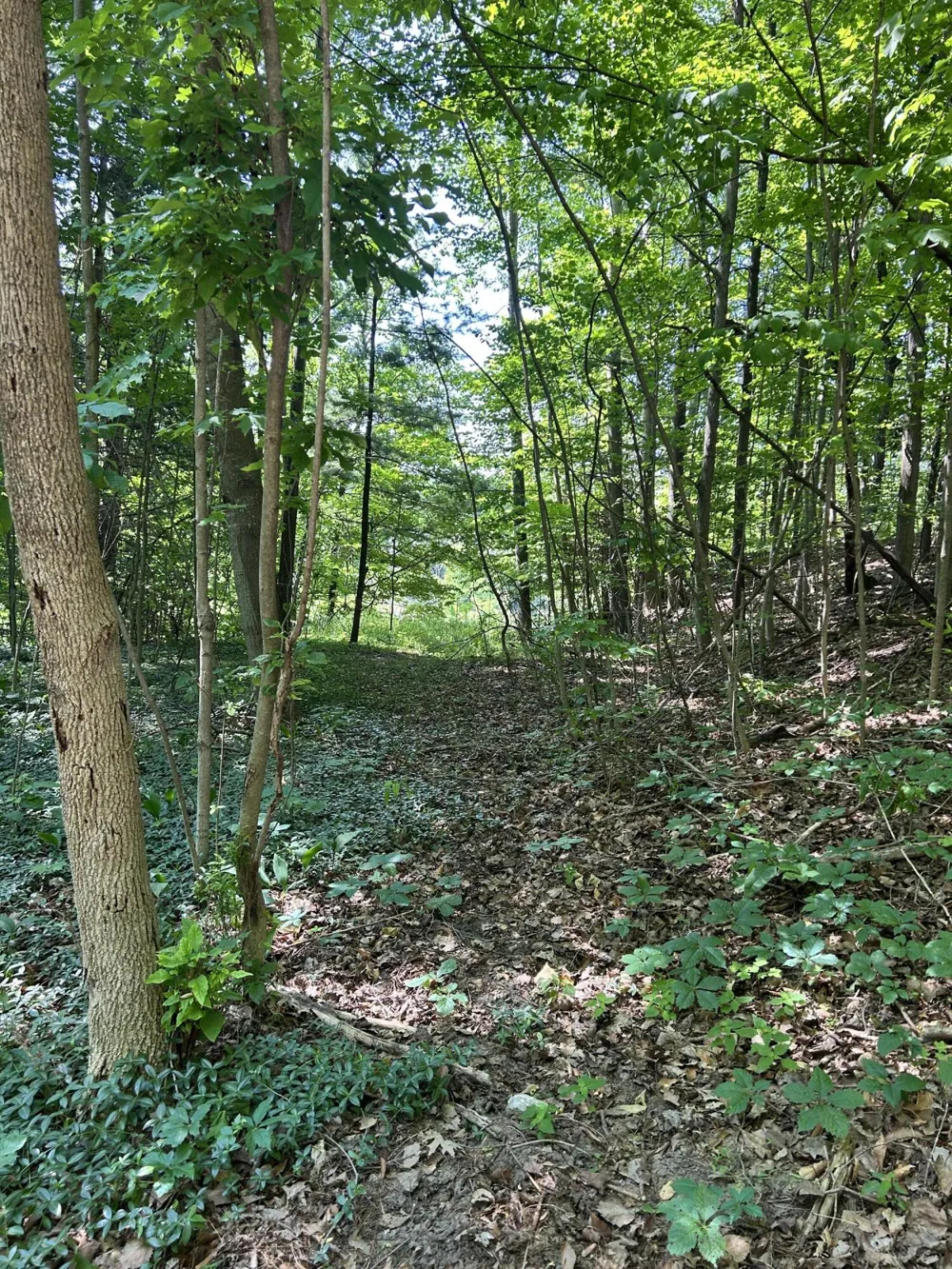 313 W Spruce Street E Big Rapids, MI 49307