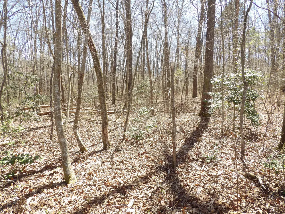 76 Pine Road Pikeville, TN 37367