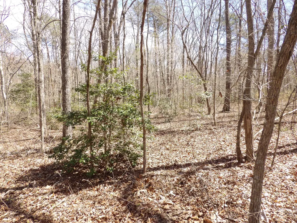 76 Pine Road Pikeville, TN 37367