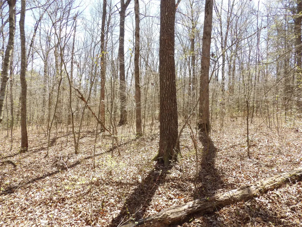 76 Pine Road Pikeville, TN 37367
