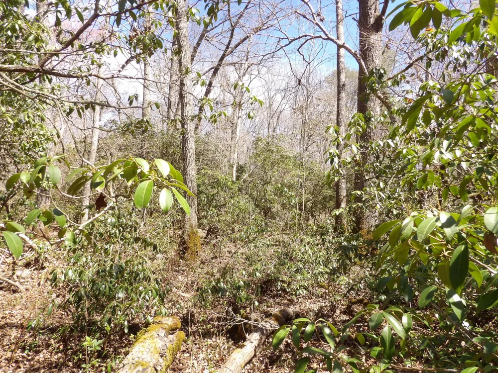 76 Pine Road Pikeville, TN 37367