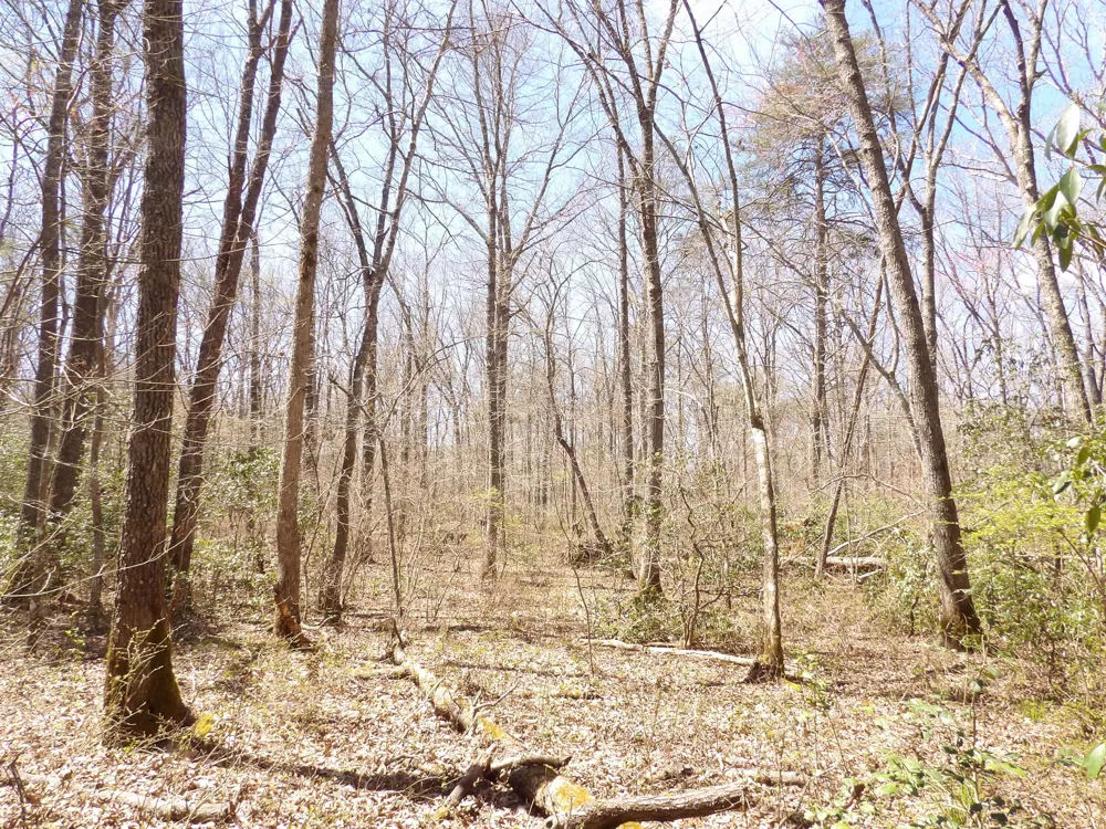 76 Pine Road Pikeville, TN 37367