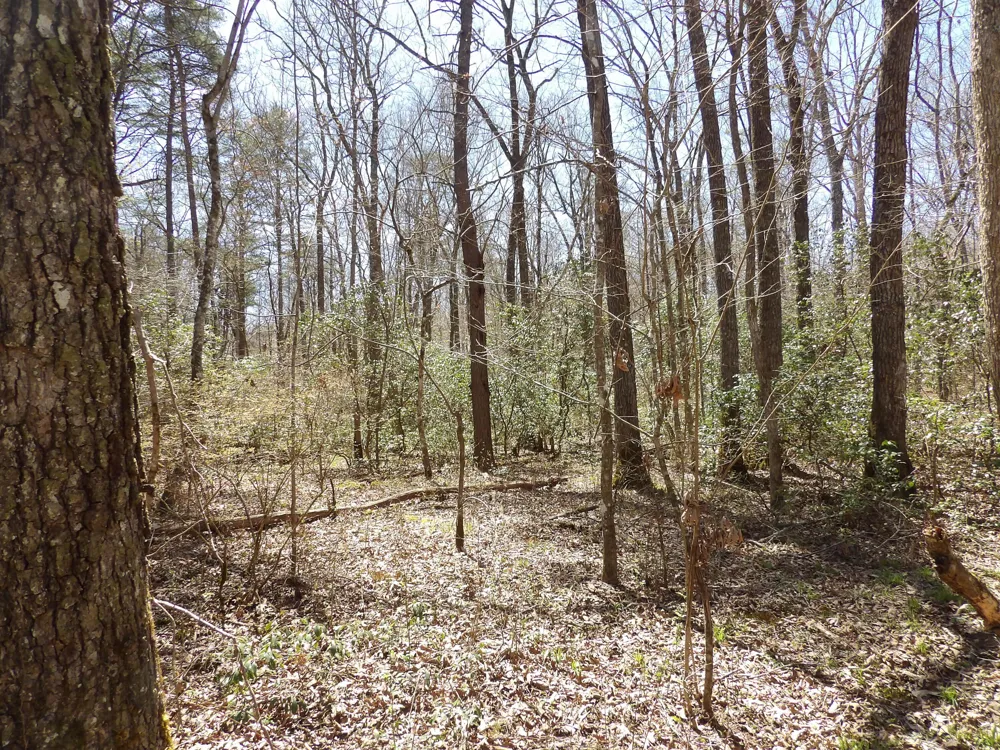 76 Pine Road Pikeville, TN 37367