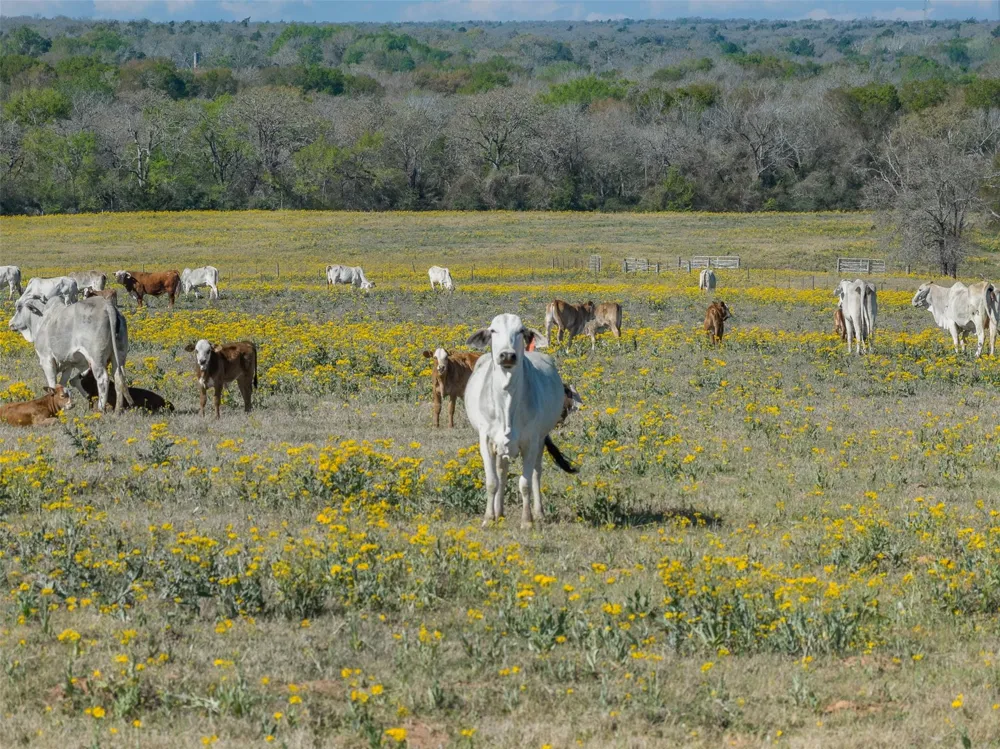 1580 County Road 377 Caldwell, TX 77836