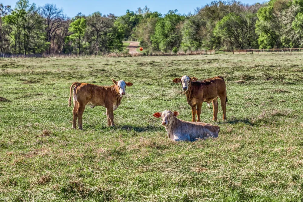 1580 County Road 377 Caldwell, TX 77836