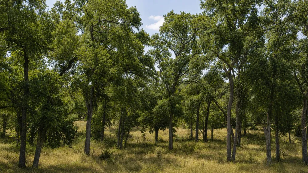 55 Buffalo Creek Drive Evant, TX 76525