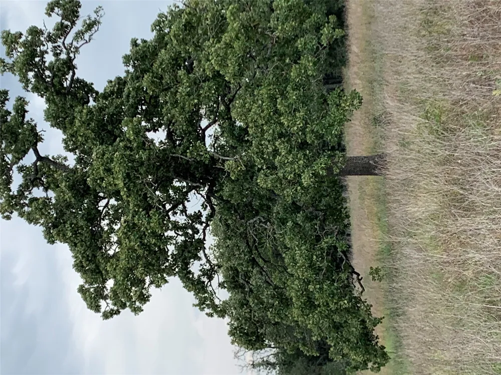 276 Ott Road Rosanky, TX 78953