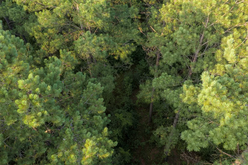County Road 2136 Tatum, TX 75691