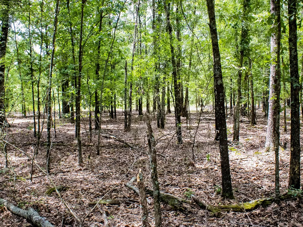 1253 County Road 1362 Mt Pleasant, TX 75455