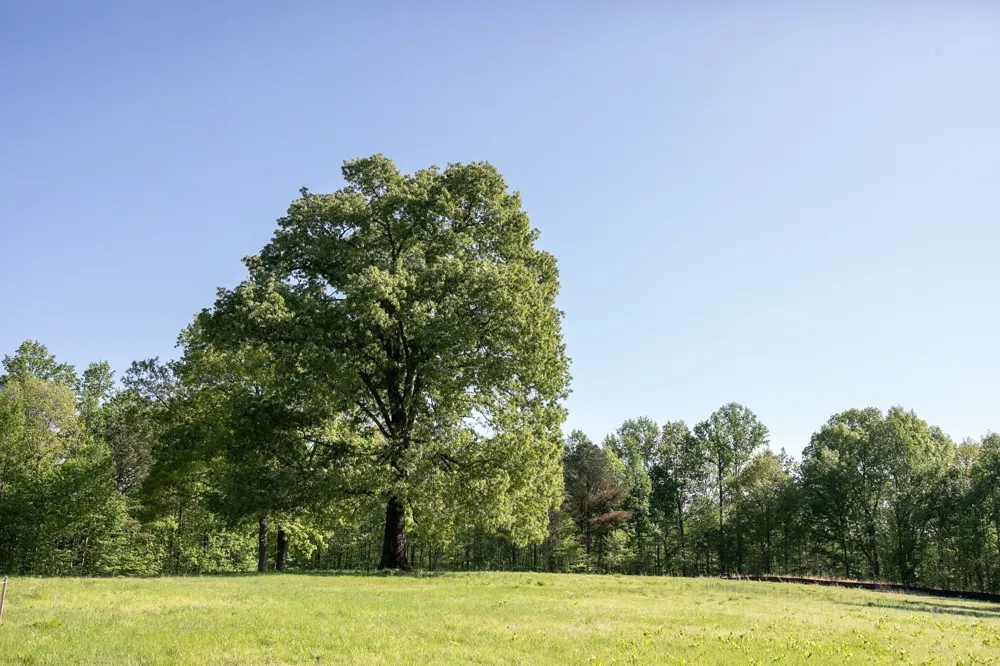 0 Pinewood Road Franklin, TN 37064