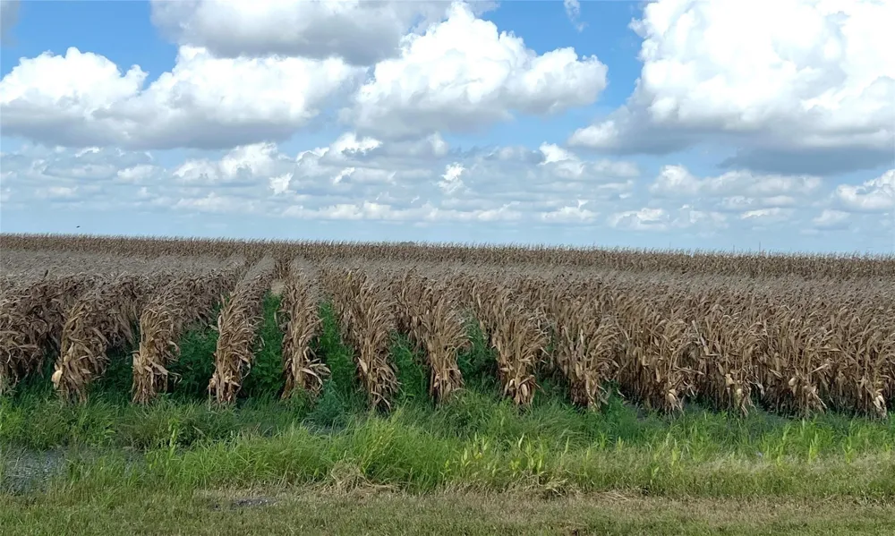 Fm 458 Midfield, TX 77458