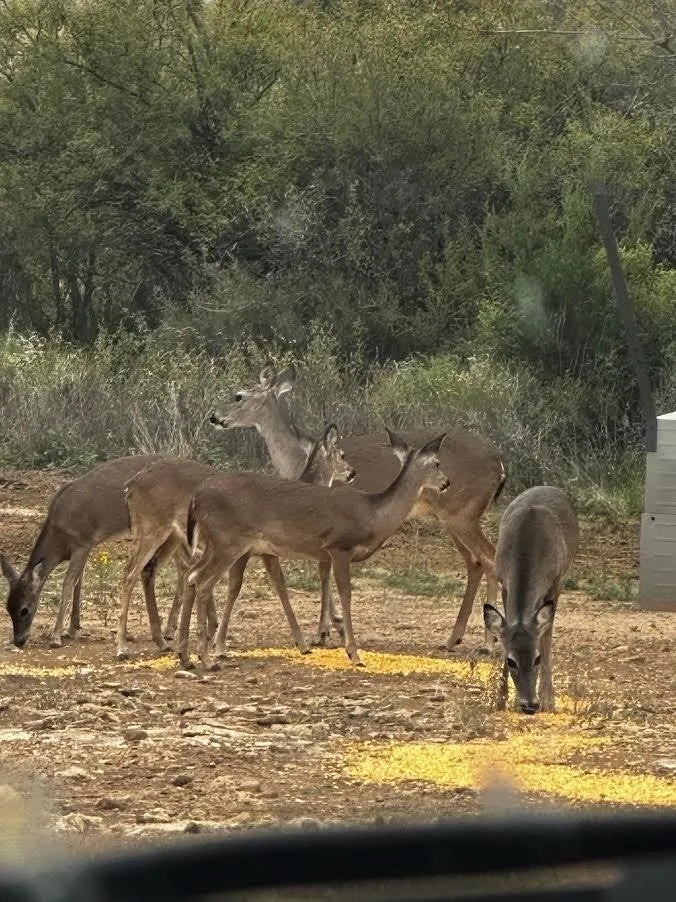 17001 Mustang Creek Road Paint Rock, TX 76862