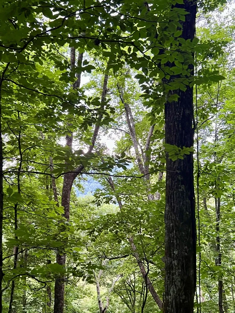 Turkey Ridge Road Bryson City, NC 28713