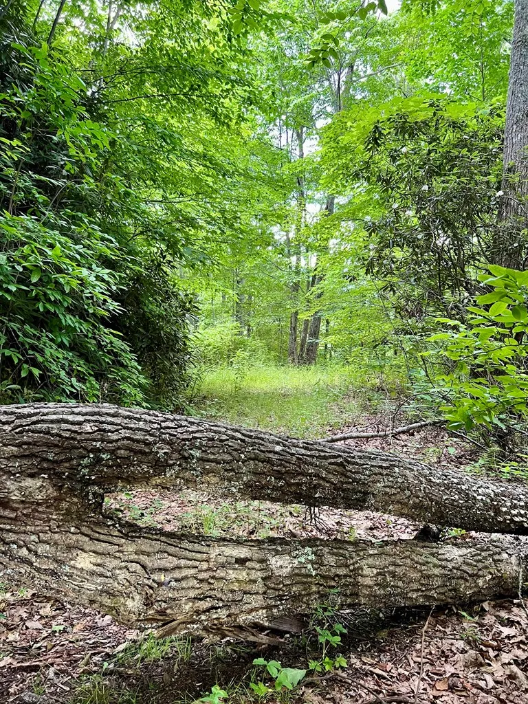 Turkey Ridge Road Bryson City, NC 28713