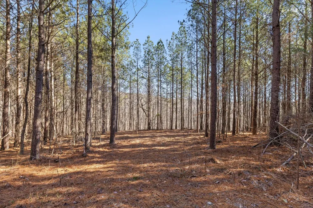 0 Wildlife Way Guild, TN 37340