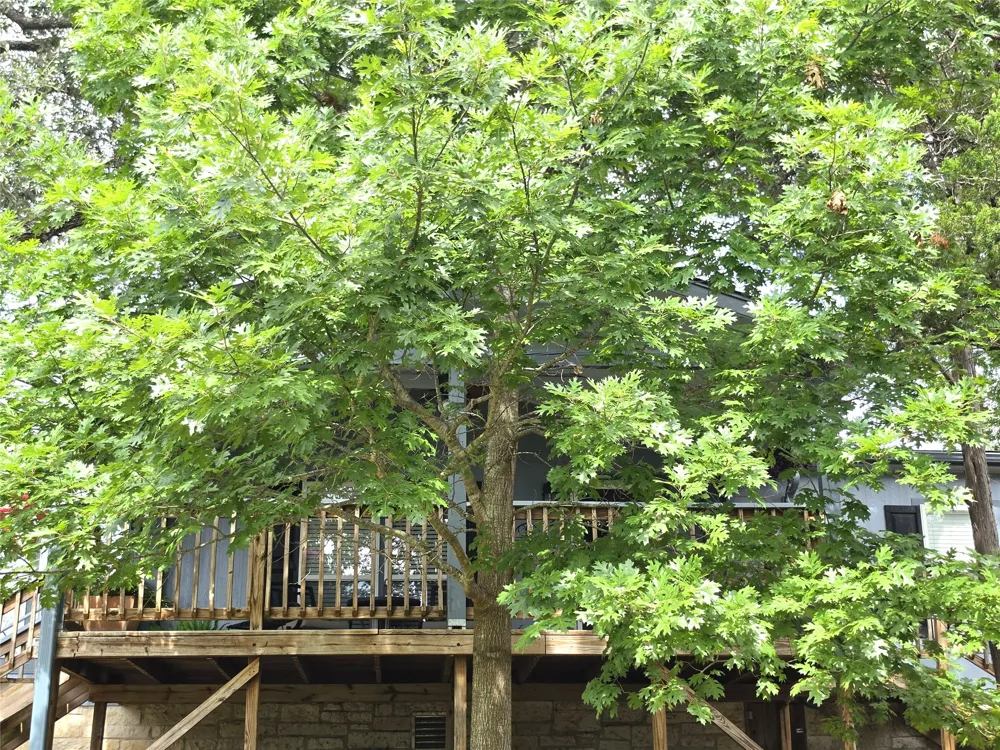 2107 Tishomingo Trail Austin, TX 78734