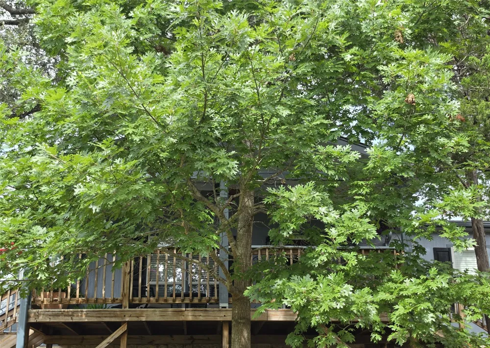 2107 Tishomingo Trail Austin, TX 78734