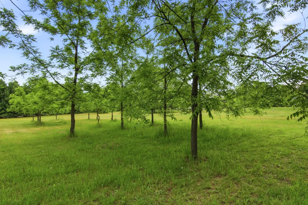 Lot 5 660th Avenue Elk Mound, WI 54739