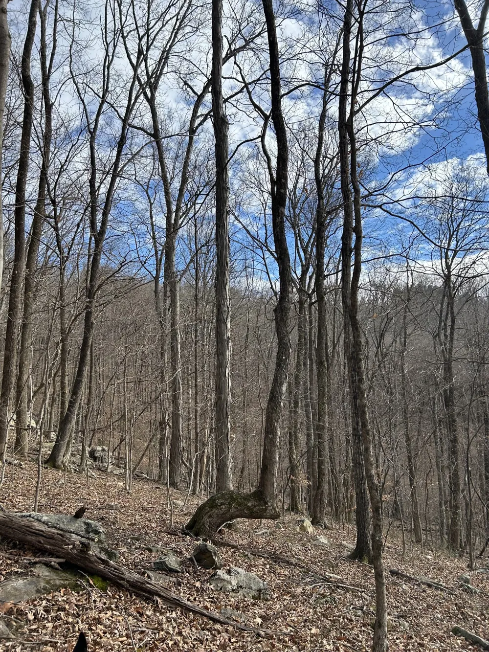 0 Bluff Line Dr McMinnville, TN 37110