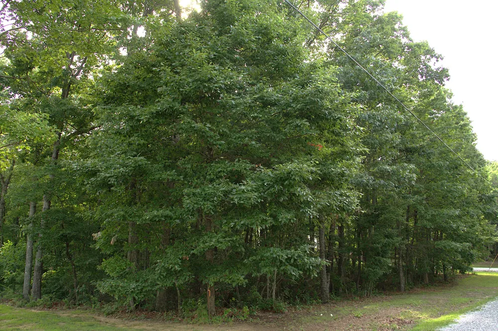 0 Bluff Line Dr McMinnville, TN 37110
