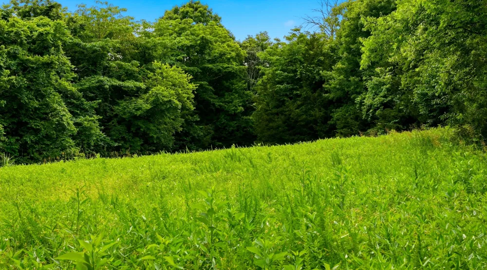 427 Adams Rd Watertown, TN 37184