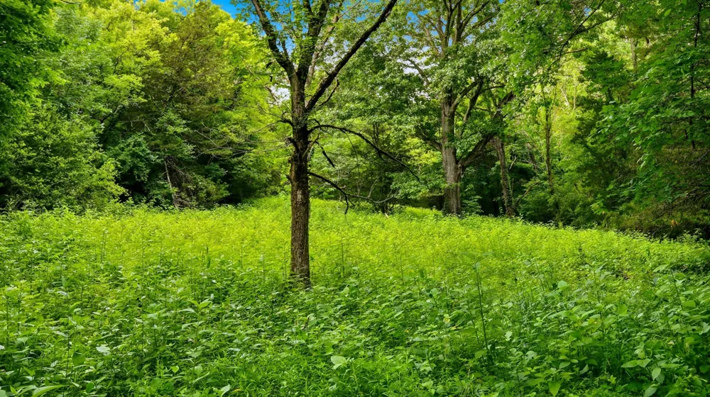 427 Adams Rd Watertown, TN 37184