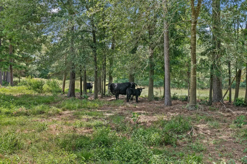589 US Highway 84 E Tenaha, TX 75974