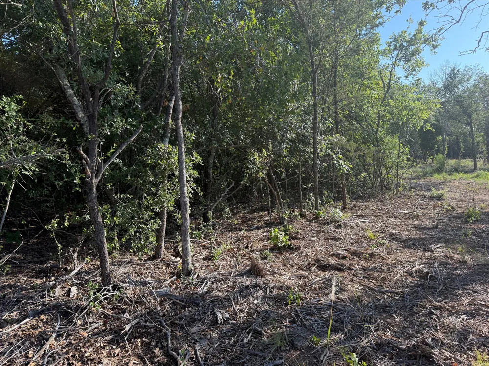 Fm 56 Morgan, TX 76671