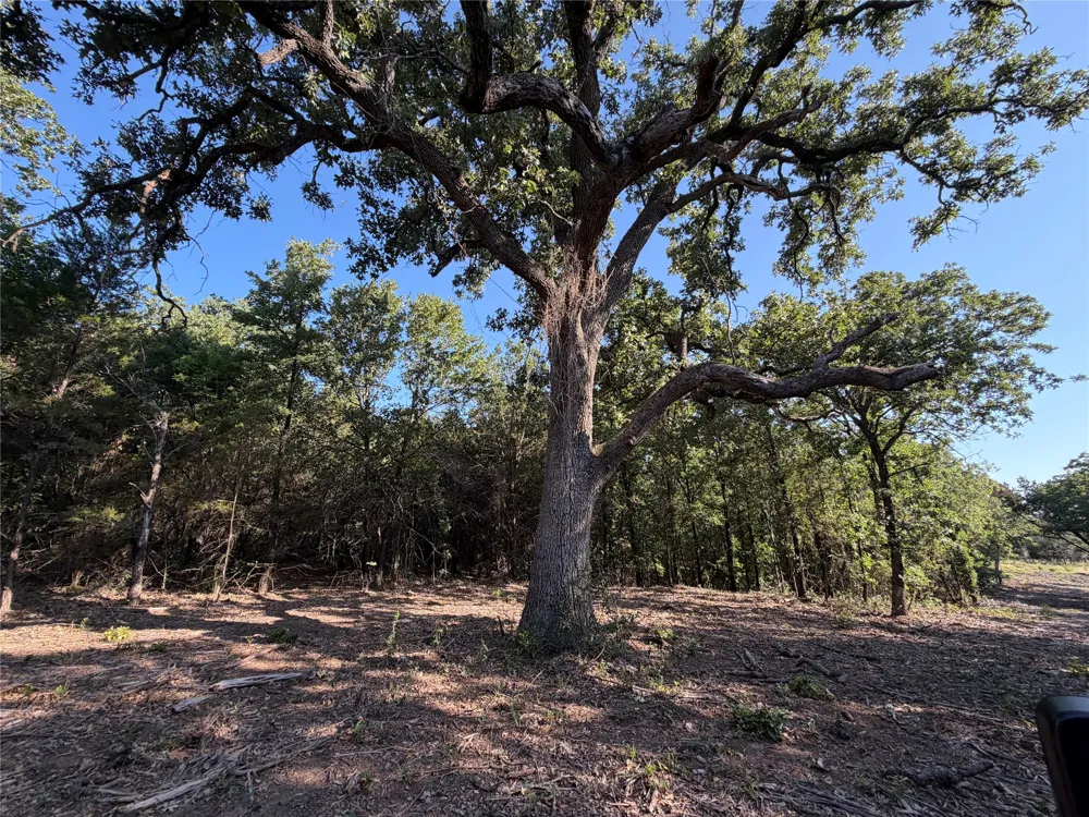 Fm 56 Morgan, TX 76671